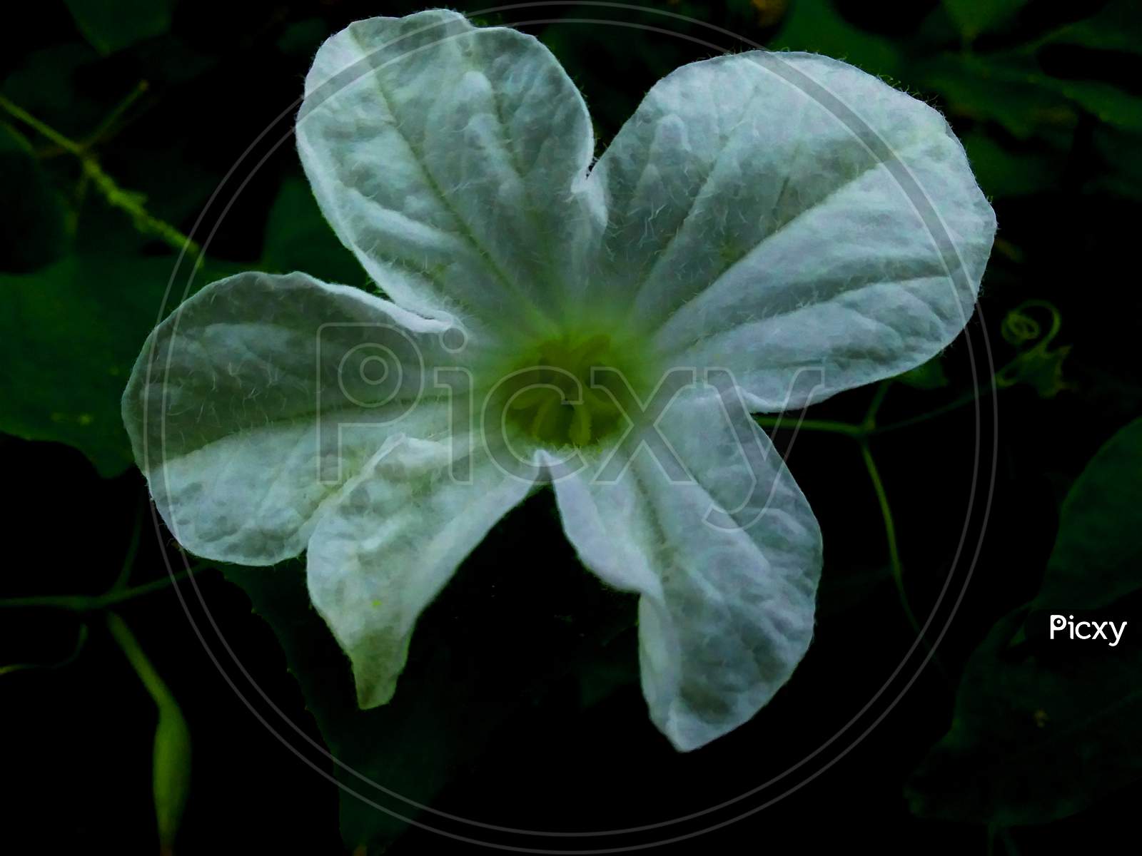 green and white flower
