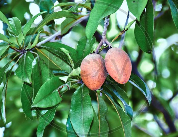 Brown Spodilla Fruit With Leaves On Tree.