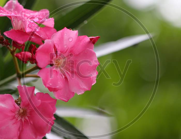 Pink Oleander Flower Soaked In Rain