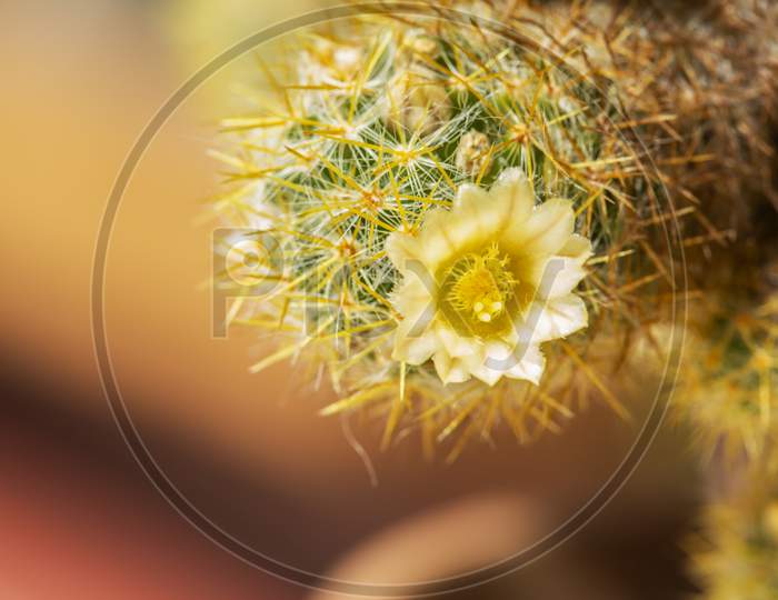 blooming cactus.