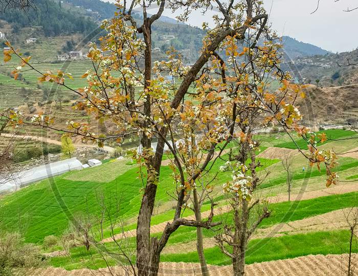 Beautiful view of a pear tree with lovely terrace farm and mountains in spring season in Mandi, Himachal Pradesh, India