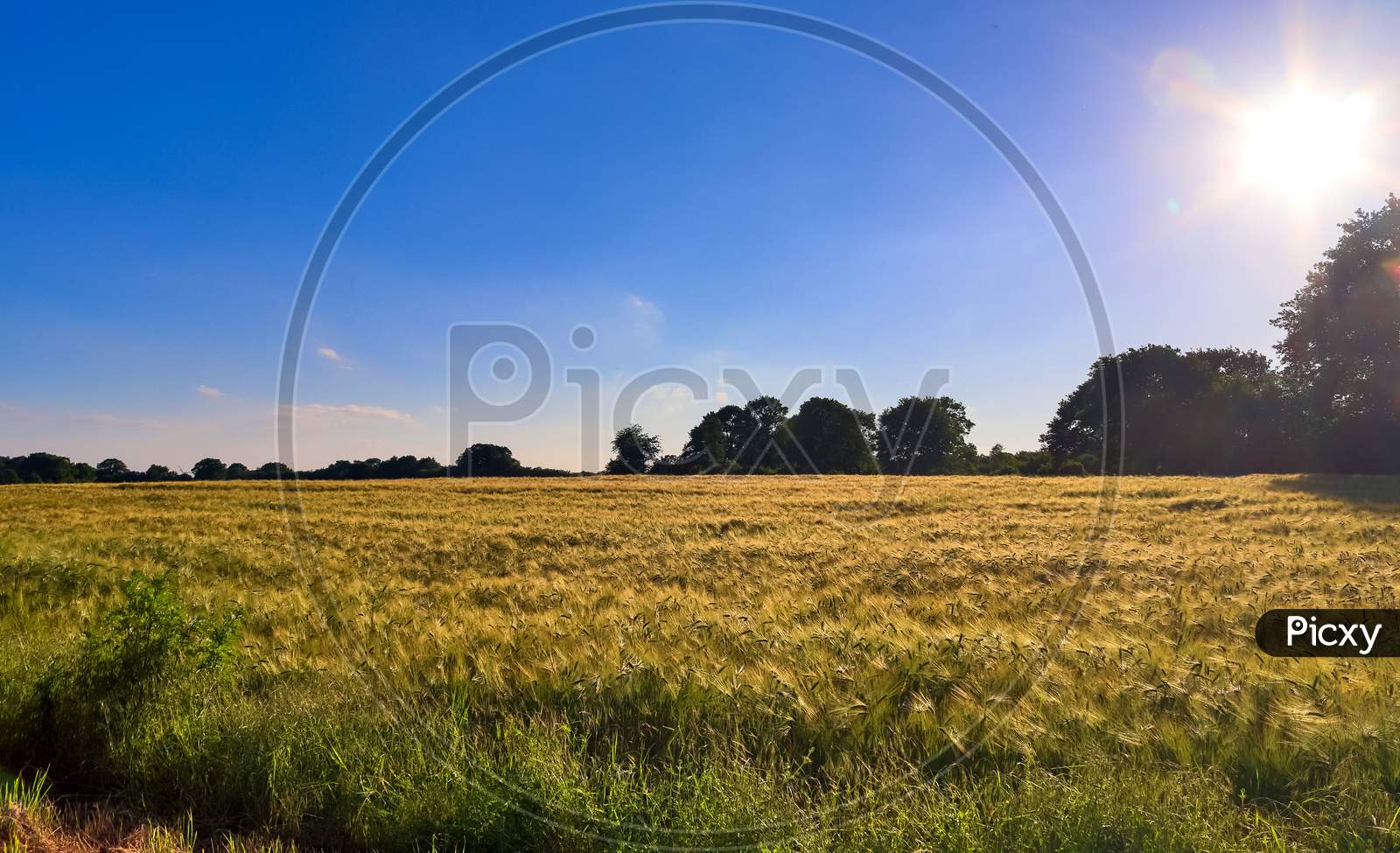Golden Wheat Field And Sunset Sky On A  Landscape Of Agricultural Grain Crops In Harvest Season In A Panoramic View