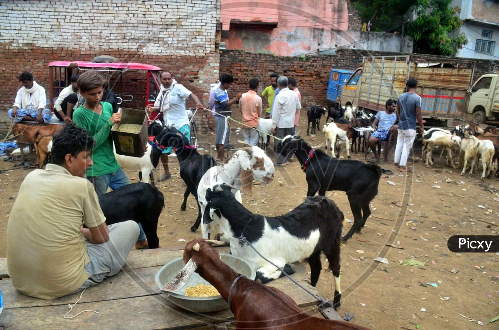Vendor Waits For Customers To Sell Goats Ahead Of The Muslim Festival Of Eid Al-Adha At A Market In Prayagraj, July 28, 2020.