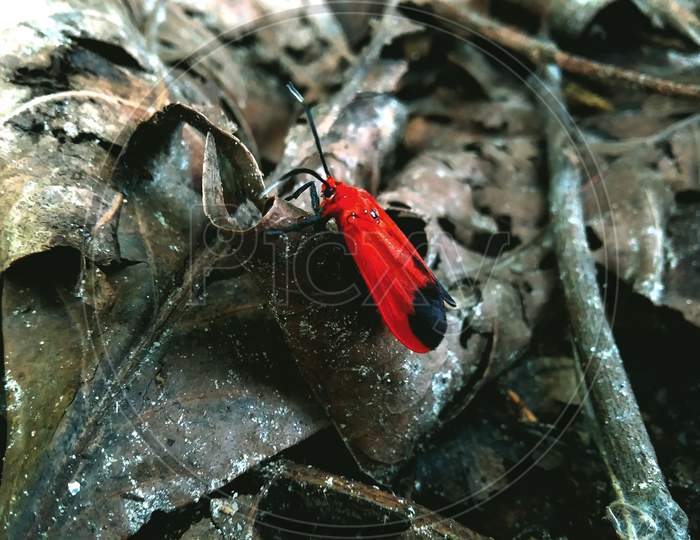 Red Beetle On A Leaf