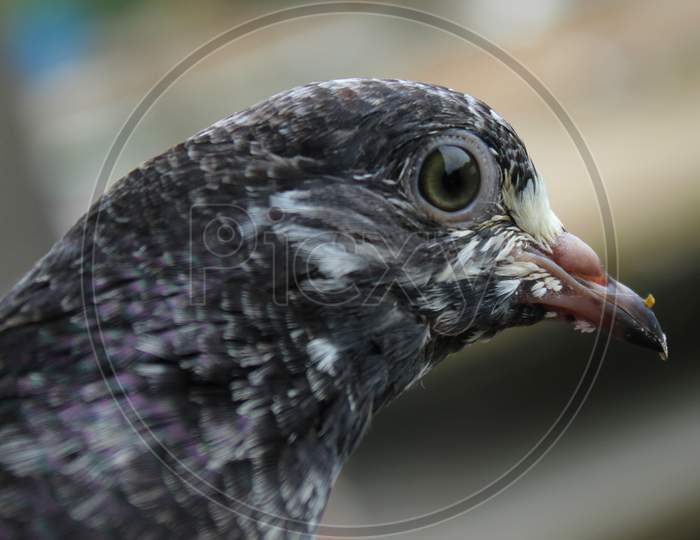 Closeup pigeon bird photo