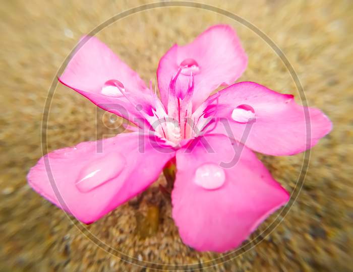 Oleander Flower Head With Water