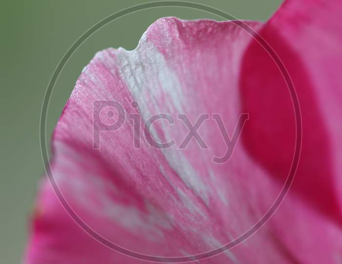 Pink Oleander Flower Petals
