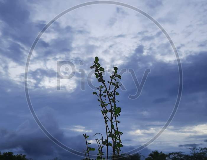 Beautiful scenary of plants background withsky