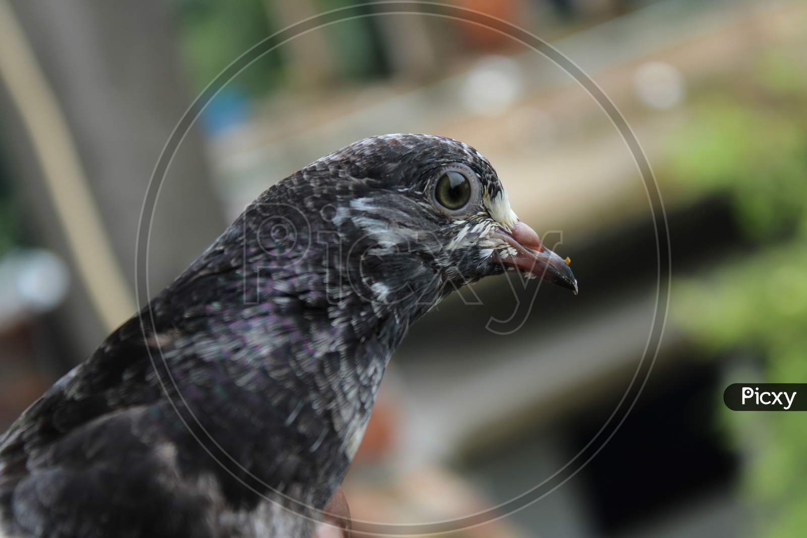 Pigeon bird photo capture from Bangladesh.