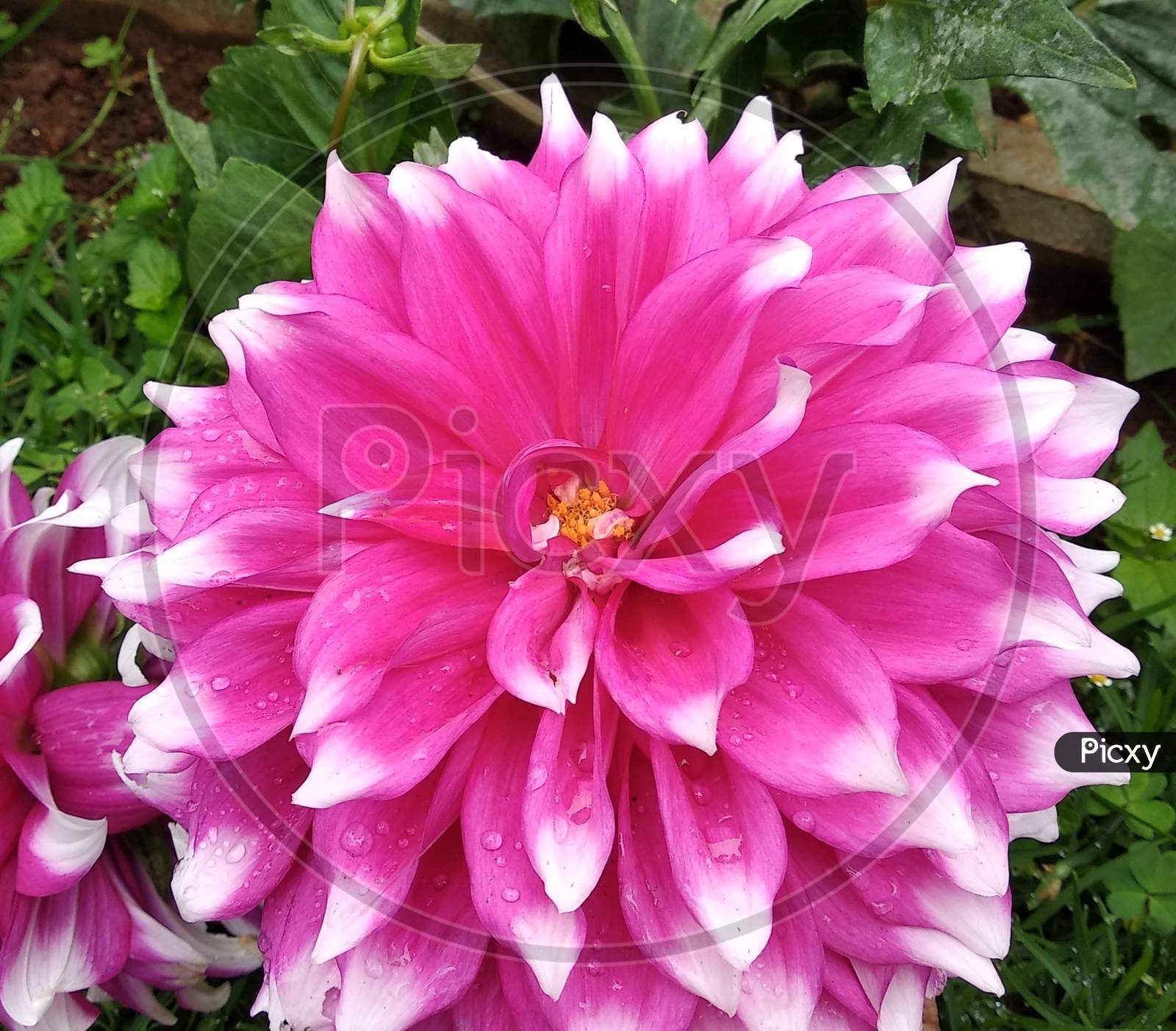Pink and white dhalia flower