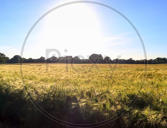 Golden Wheat Field And Sunset Sky On A  Landscape Of Agricultural Grain Crops In Harvest Season In A Panoramic View