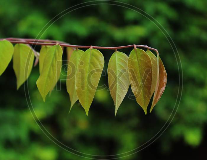 Tree leaf natural blur background