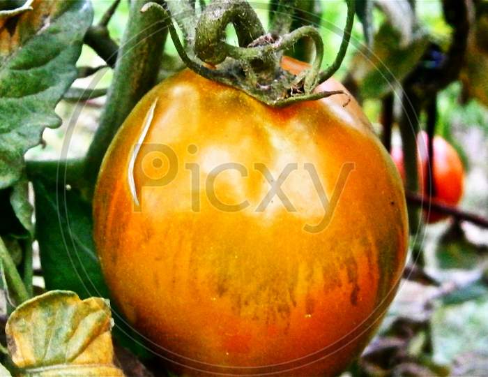 Red and fresh tomato