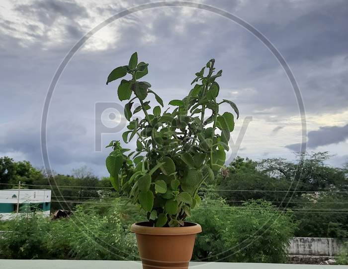 Medical plant on home terrace