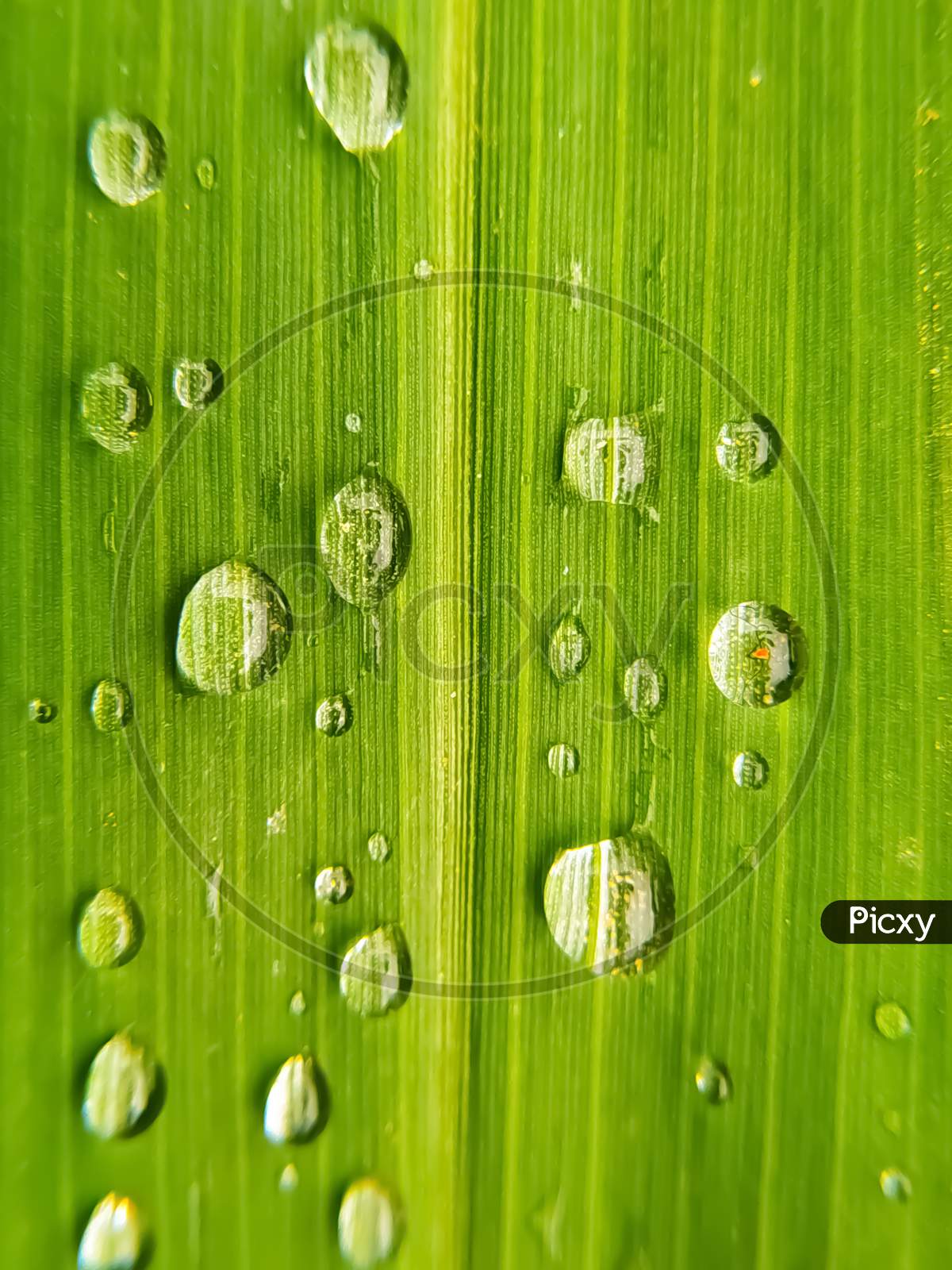 Rain water drops on green leaf