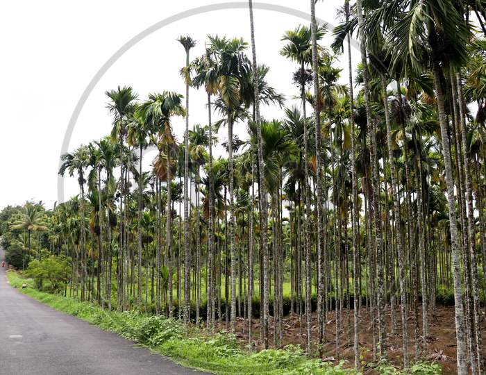 Areca Nut Or Betel Nut Tree Plantation In A Country Side