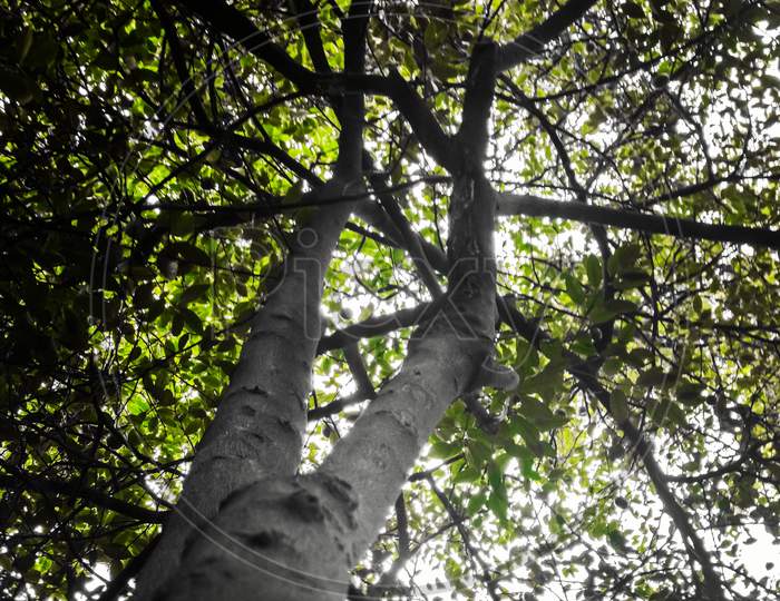A low angle shot of a tree.