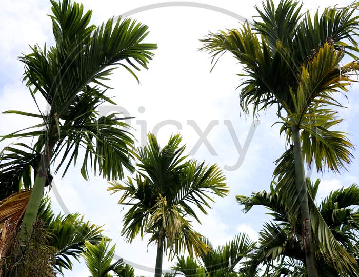 Top Of Areca Nut Or Betel Nut Trees Against The Sky