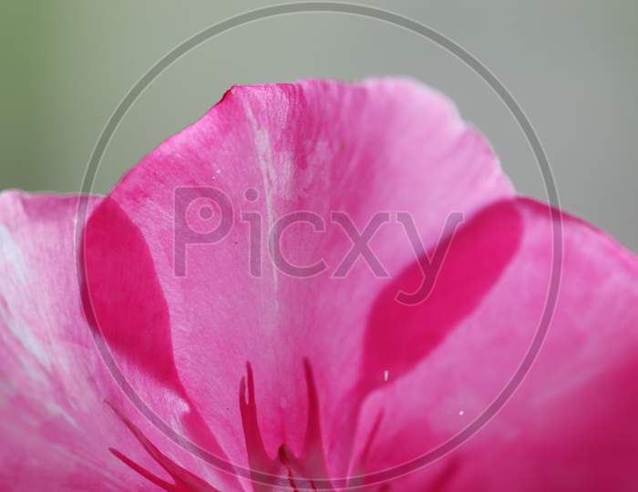 Pink Flower Petals, Oleander