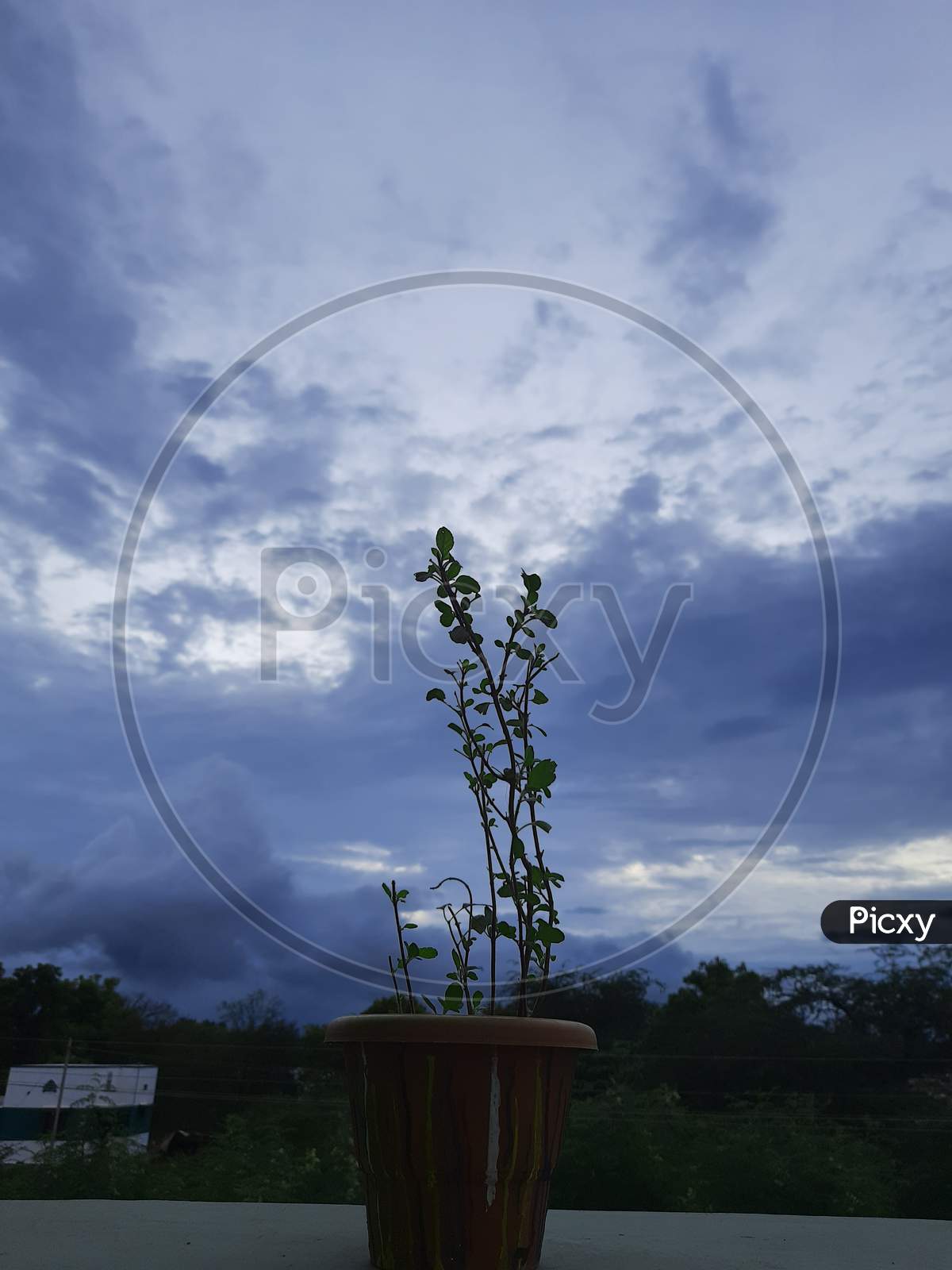 Beautiful scenary of plants background withsky