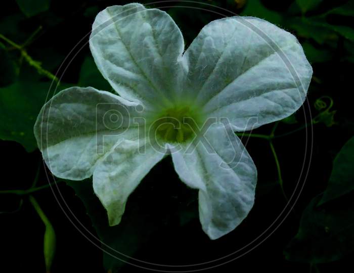 green and white flower