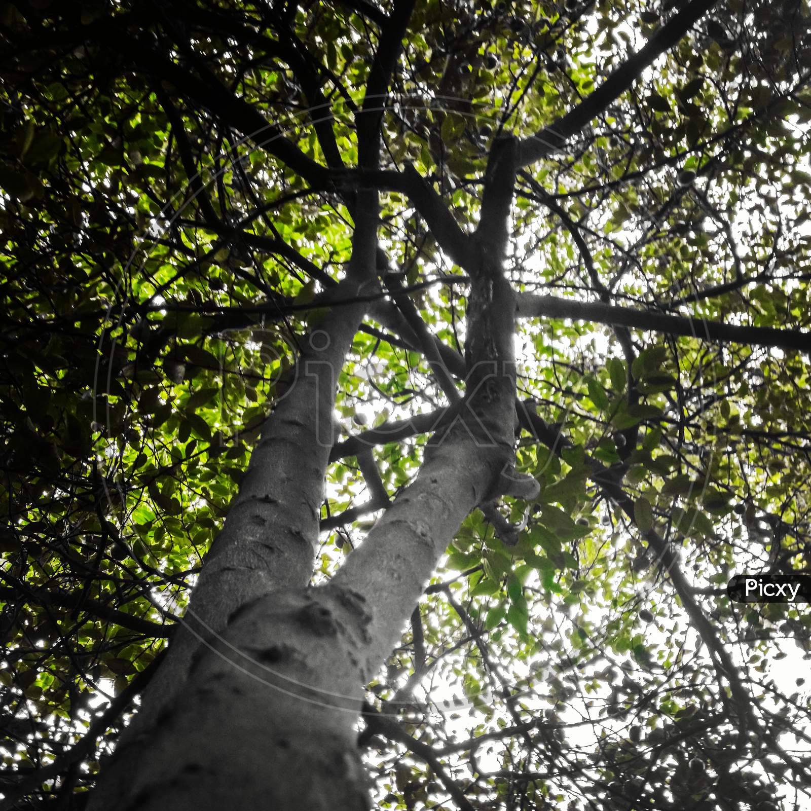 A low angle shot of a tree.