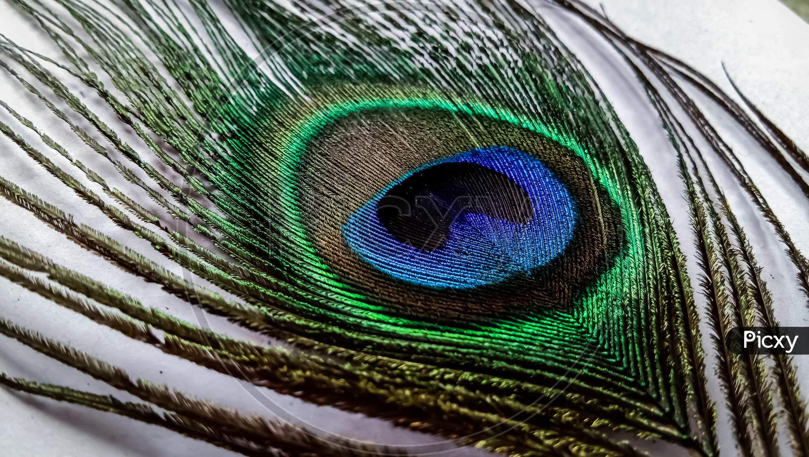 A awesome peacock feather.
