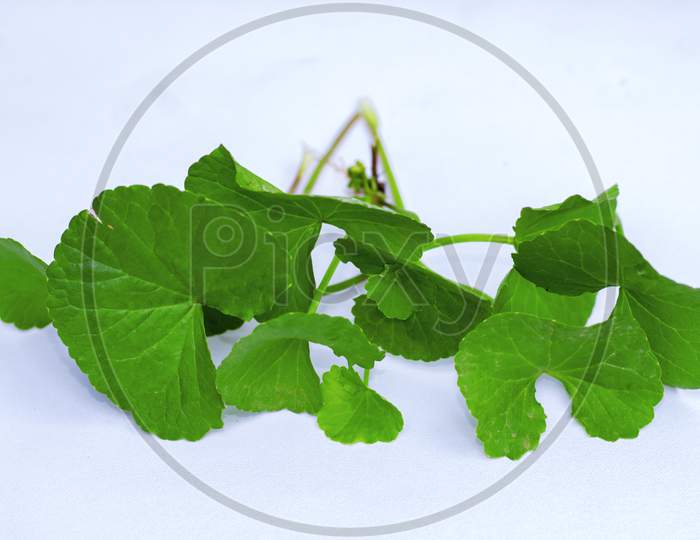 Centella asiatica,asiatic pennywork,gotu kola leaves for herbal medicine