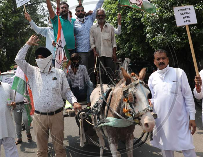Senior Congress leader and former minister Raman Bhalla along with his party workers ride a cart to protest the hike in the prices of petrol and diesel in Jammu on July 03, 2020.