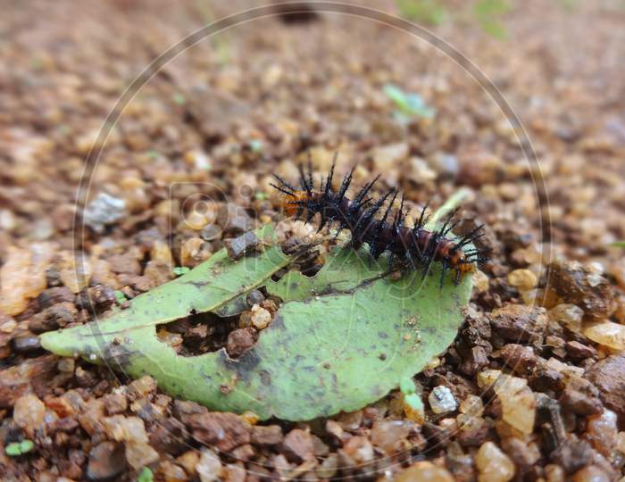 Arthropod caterpillar insect closeup macro photography