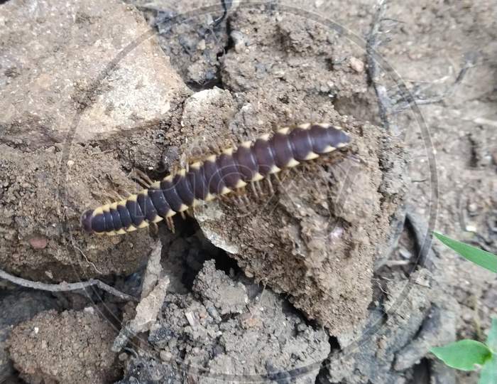 Indian Caterpillar in farm