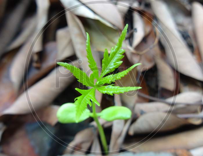 Terrestrial branch plant stem closeup macro photography