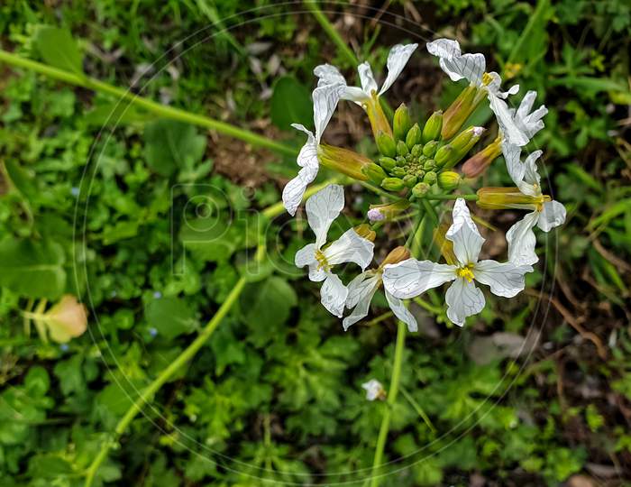 Photo of beautiful white color flower with green leaves in background in hilly area of Himachal Pradesh, India