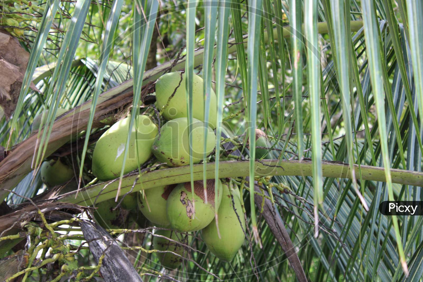 Coconut tree with coconut fruit photo