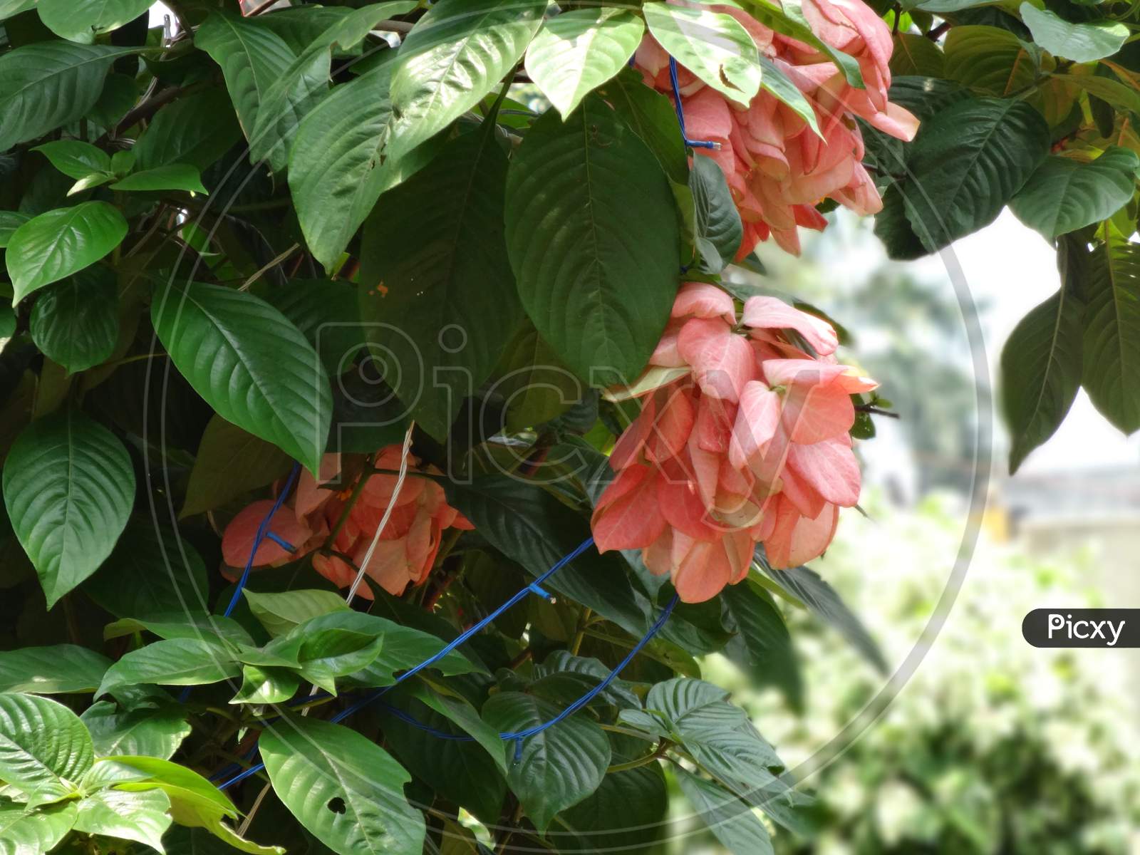 Pink borage family petal flowering plant