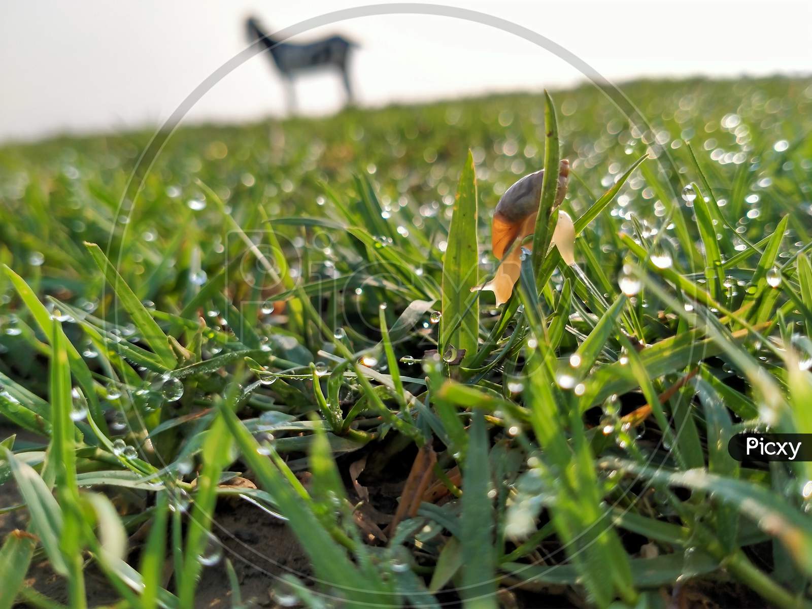Landsnail is on the wet grass in field.