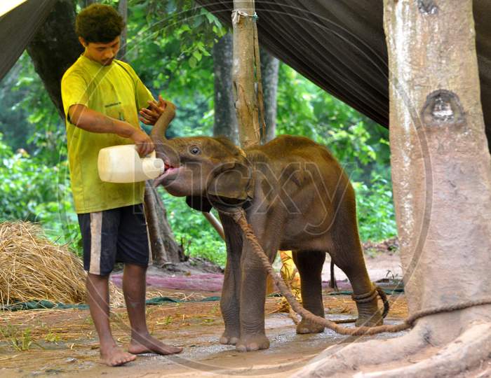 Baby elephant being fed milk by an animal keeper during the lockdown in a zoo at Guwahati, Assam on July 02, 2020