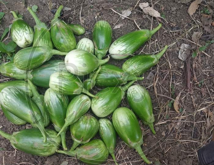 Green Indian Eggplant With White Patches On It In Farm