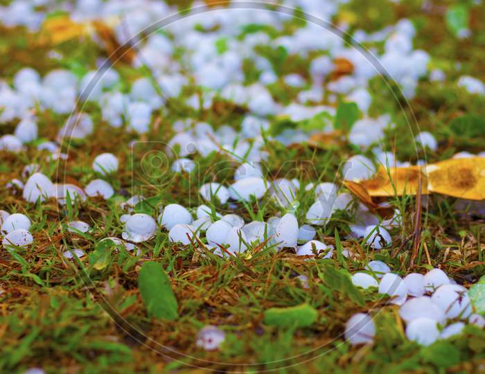 Hailstones On Grass After Hailstorm,A Strom Of Heavy Hail