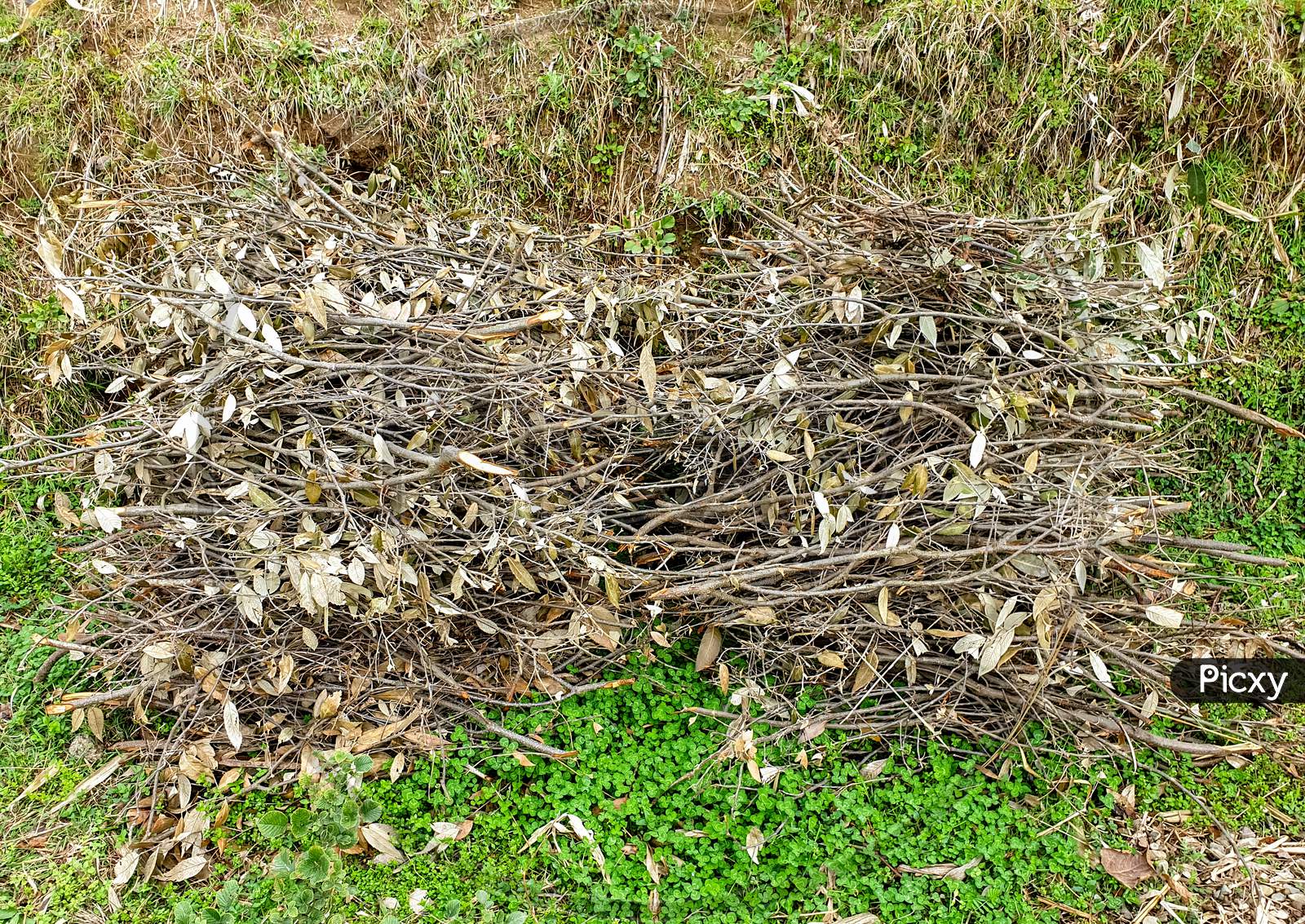 Photo of sticks of kindling wood laid on the surface of ground for make them dry