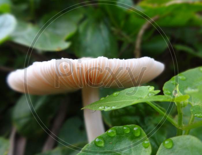 Agaricomycetes edible mushroom closeup macro photography