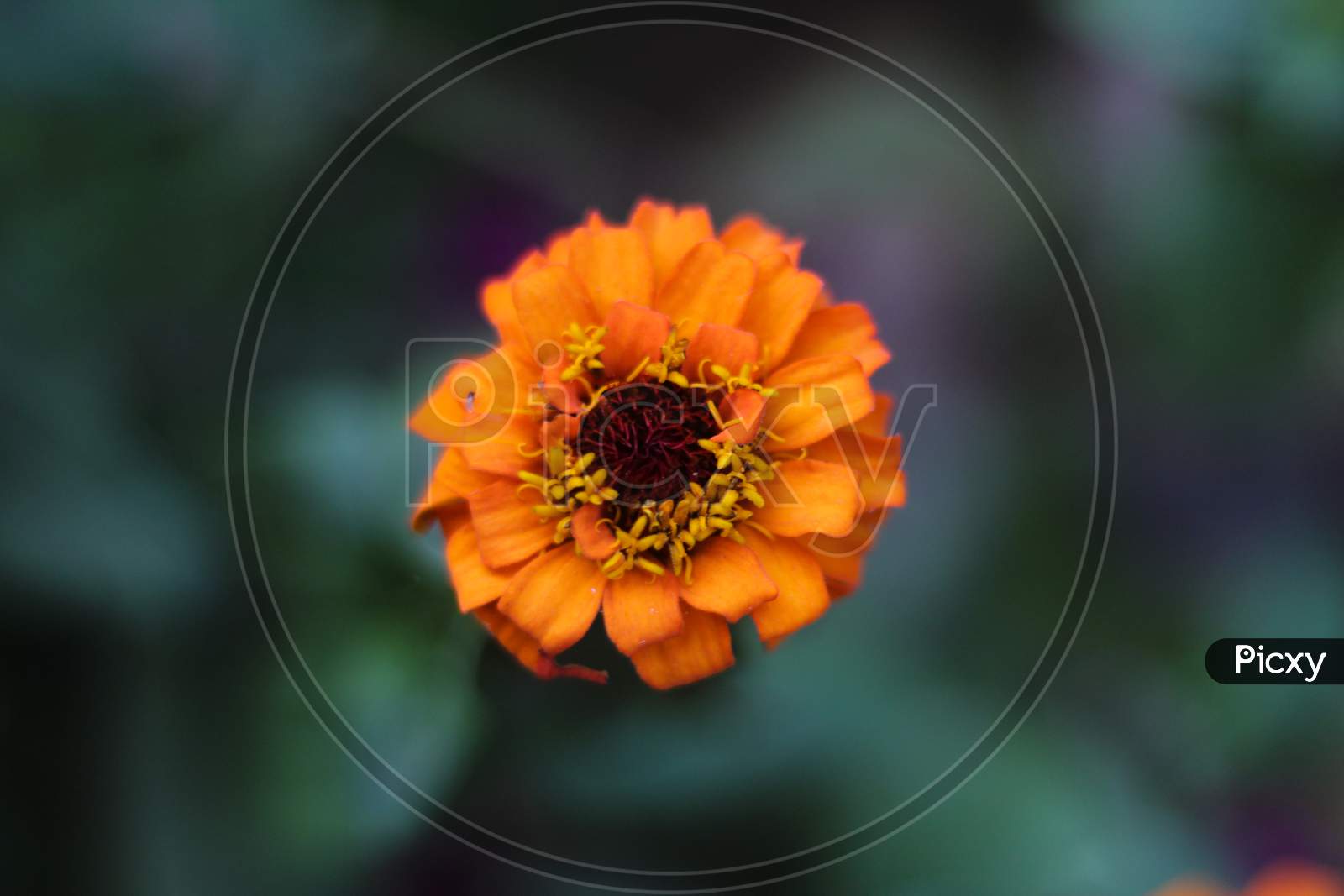 Zinnia Flower With Green Blurry Background
