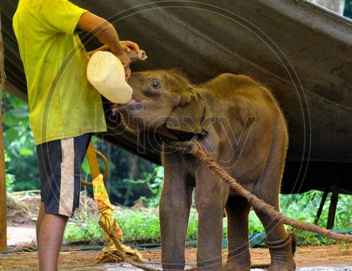 An animal keeper feeds milk to a baby elephant rescued from Rani Reserve Forest during the lockdown in Guwahati, Assam on July 03, 2020.