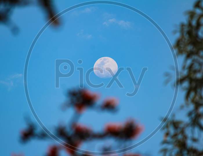 Moon Visible Through Tree Branches With Red Flower And Blue Sky