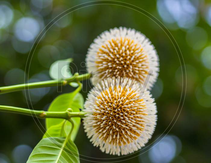 Neolamarckia cadamba or kodom flowers in india
