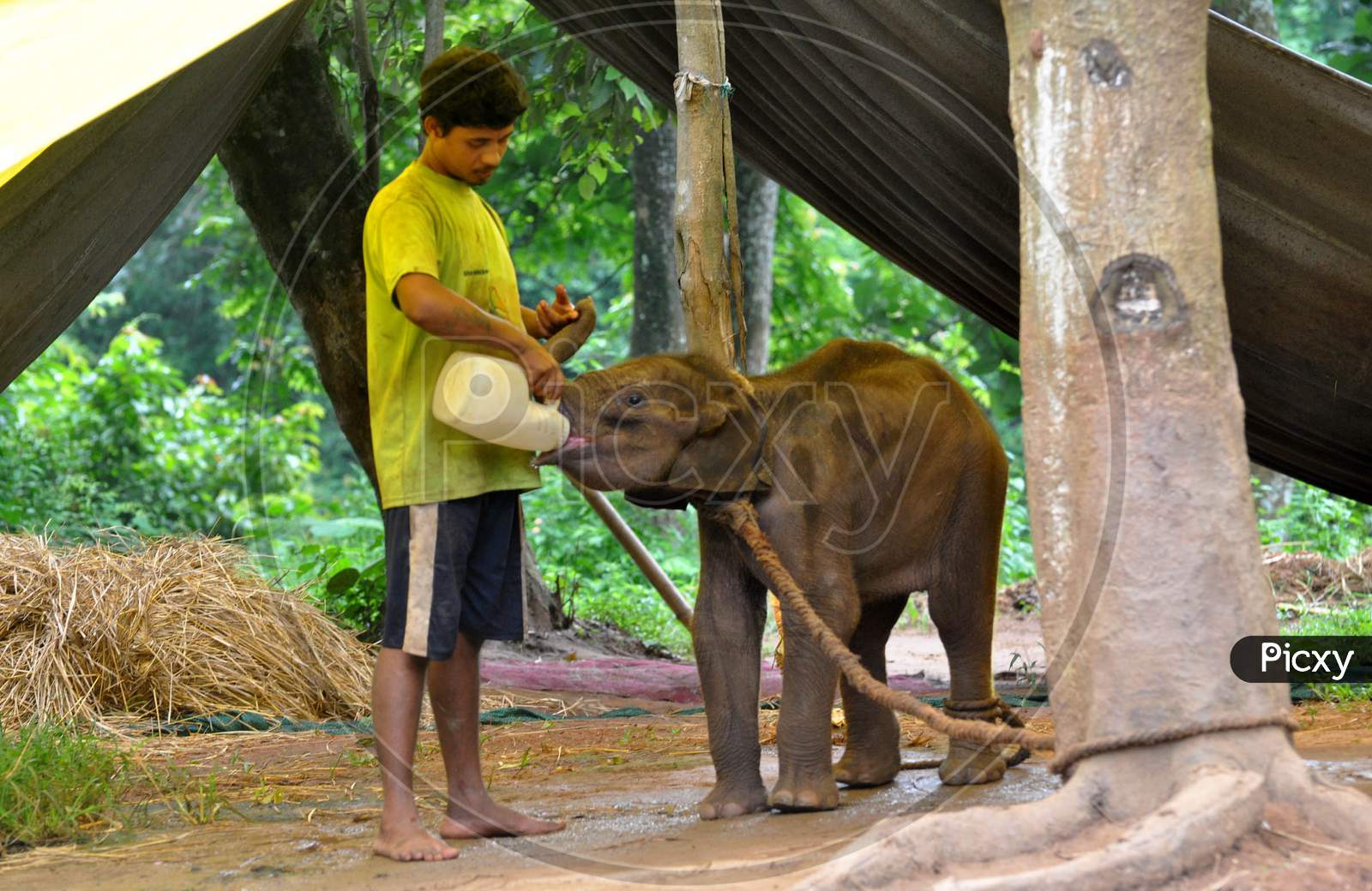 Baby elephant being fed milk by an animal keeper during the lockdown in a zoo at Guwahati, Assam on July 02, 2020