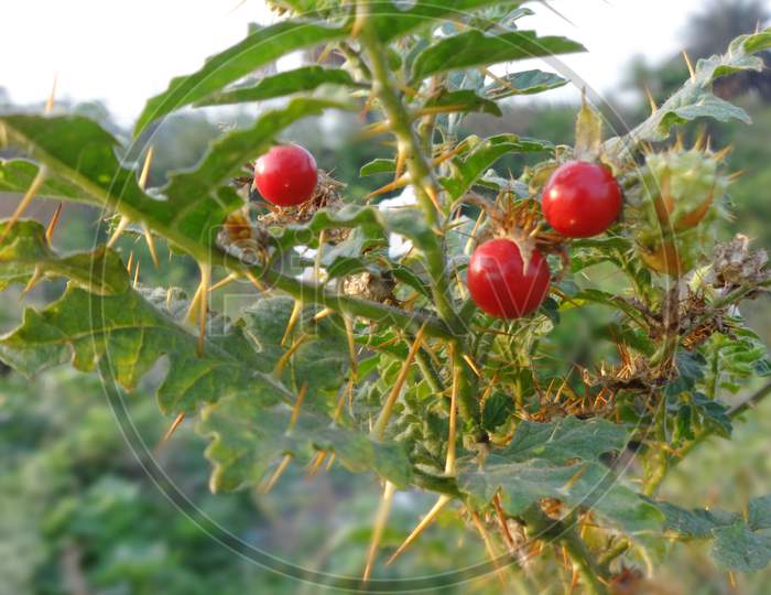 Rosa Omeiensis red fruit flowering plant