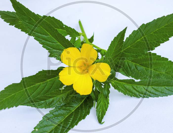 beautiful yellow damiana flower with green leaves is used for medical purpose