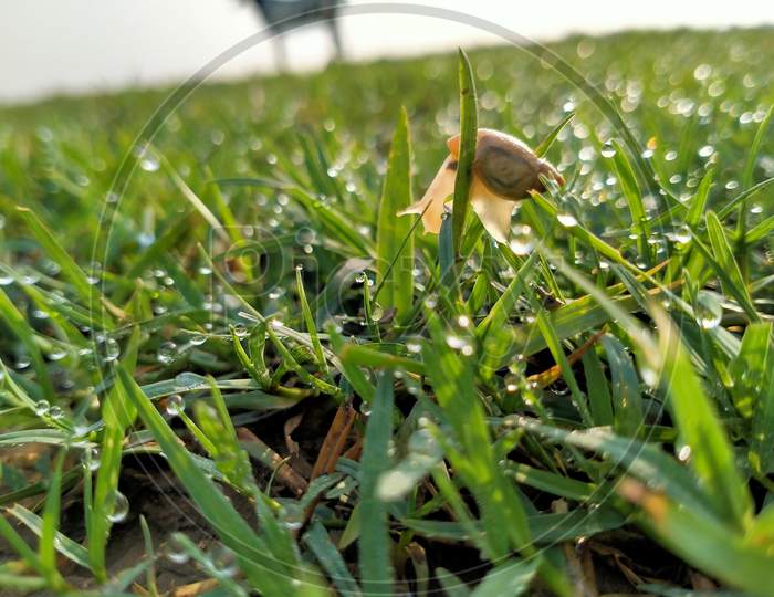Landsnail is on the grass in meadow.