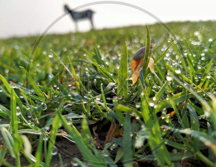 Landsnail is on the wet grass in field.